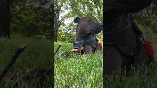 Staffy X Sharpie X English Bull Terrier Break A Tiny Tree Branch
