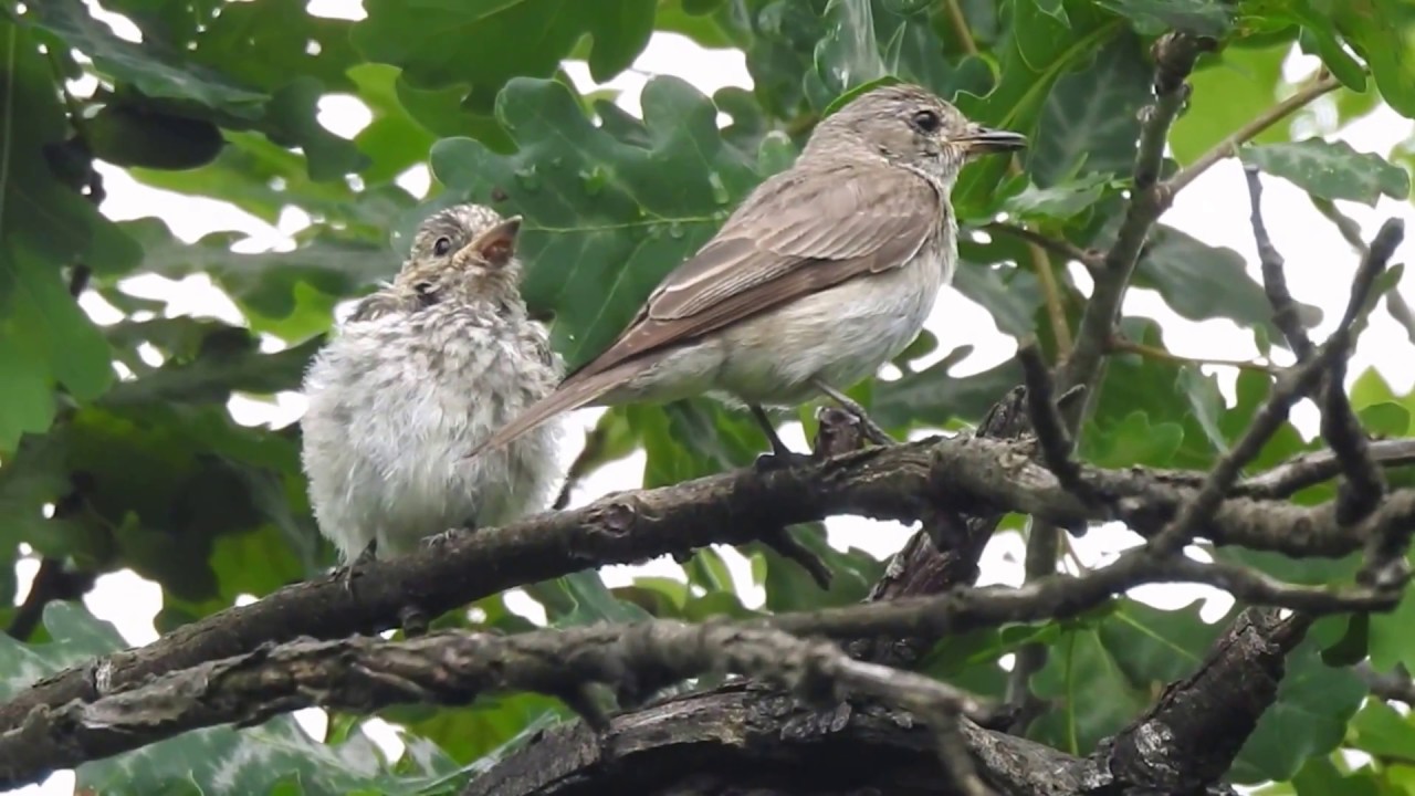 Muscar sur, pui si adult, Muscicapa striata, Spotted Flycatcher