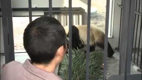 U.S.-born panda returns to China