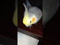 Cockatiel Cute Little Feet 😍 #shorts #youtubeshorts #cockatiel #birds #parrot #pet
