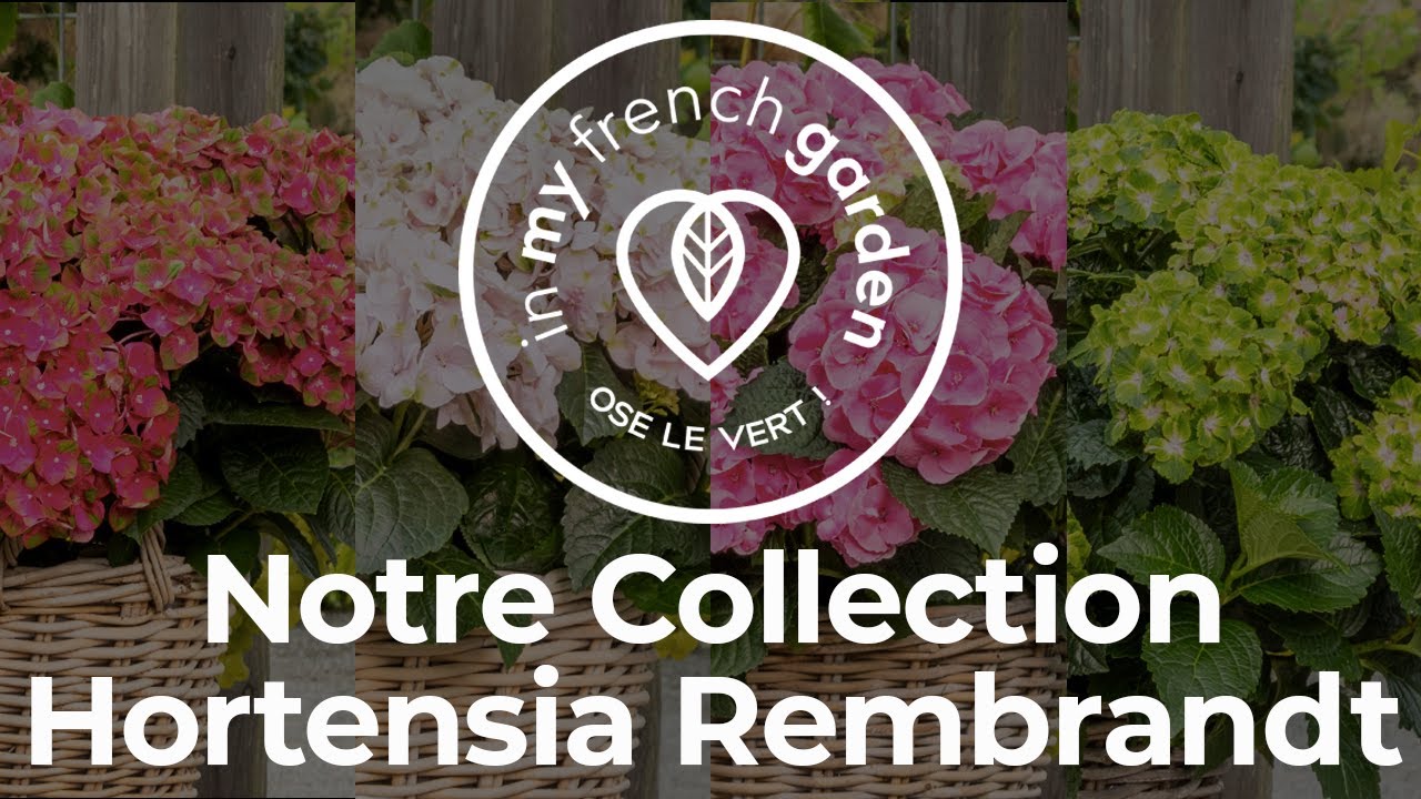 Notre Collection d'Hortensia Rembrandt® !