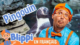 Blippi Découvre les Pingouins au Zoo | Blippi en français | Vidéos éducatives pour enfants