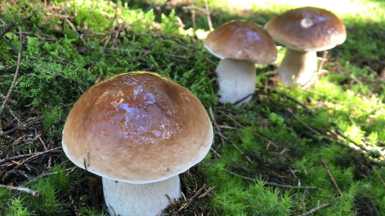 ถ้าคุณเจอแบบนี้จะทำยังไง?# picking porcini mushrooms #20/9/20.
