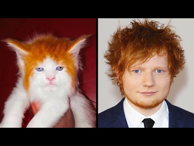 Animals That Look Like Celebrities