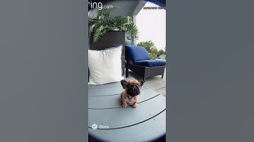 Pibble wants a belly wash😁🐶 #viral #ai #labubu #animals #openai #foryou #puppy #dog #pets #shorts