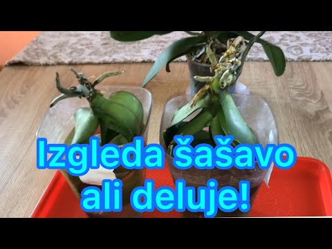 Video: Truli božićni korijeni kaktusa - Kako popraviti praznični kaktus s truljenjem korijena