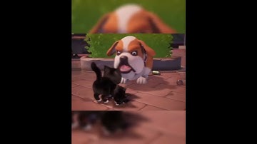 KITTEN MATCH | #kittenmatch #shorts #cutecat