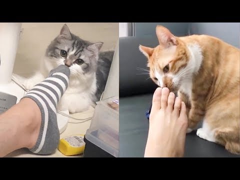 testing-cat-reaction-with-smelling-feet---funny-cat-reaction-to-smell-feet