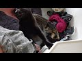 Snuggly Voidboi Cat