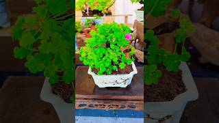 Biggest Bonsai Flower Plant | #bonsai #plants #tree