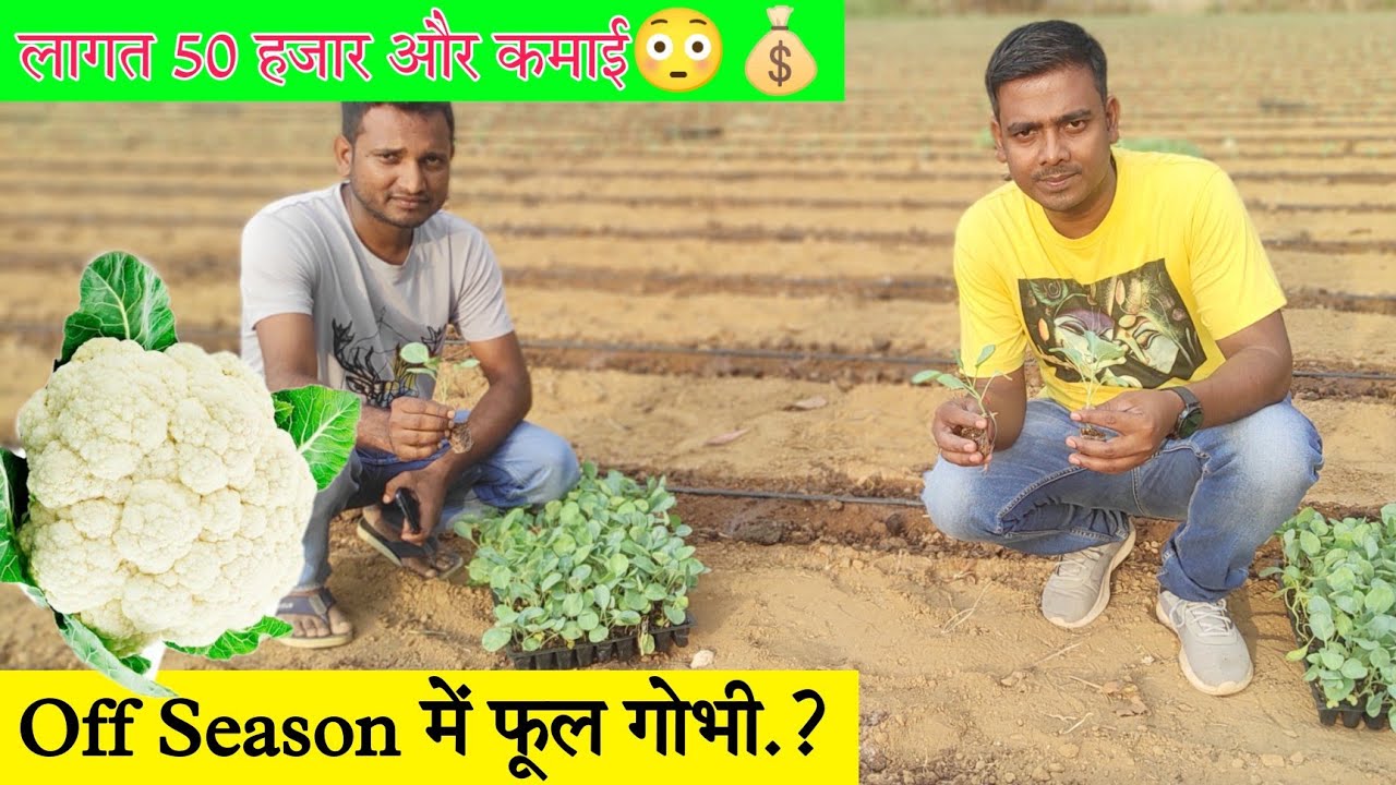 फूल गोभी की उन्नत खेती | Off season Farming | Cauliflower farming👌 |