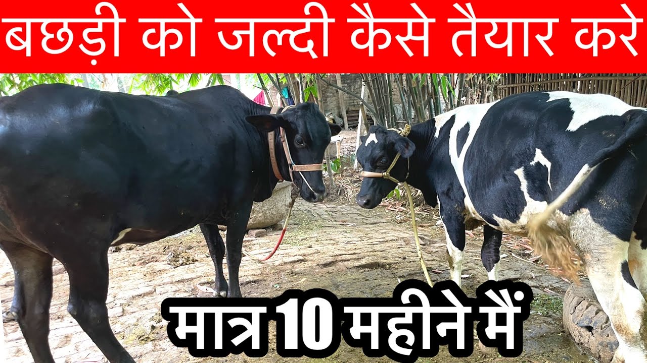 गाय भैंस के बच्चे को जल्दी कैसे तैयार करे।💪 calf Ko Mota kese kare | देशी फार्मूला