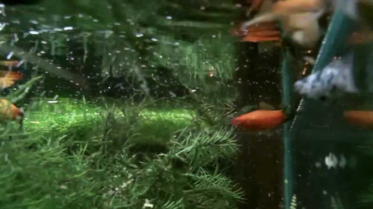 fish YouTube