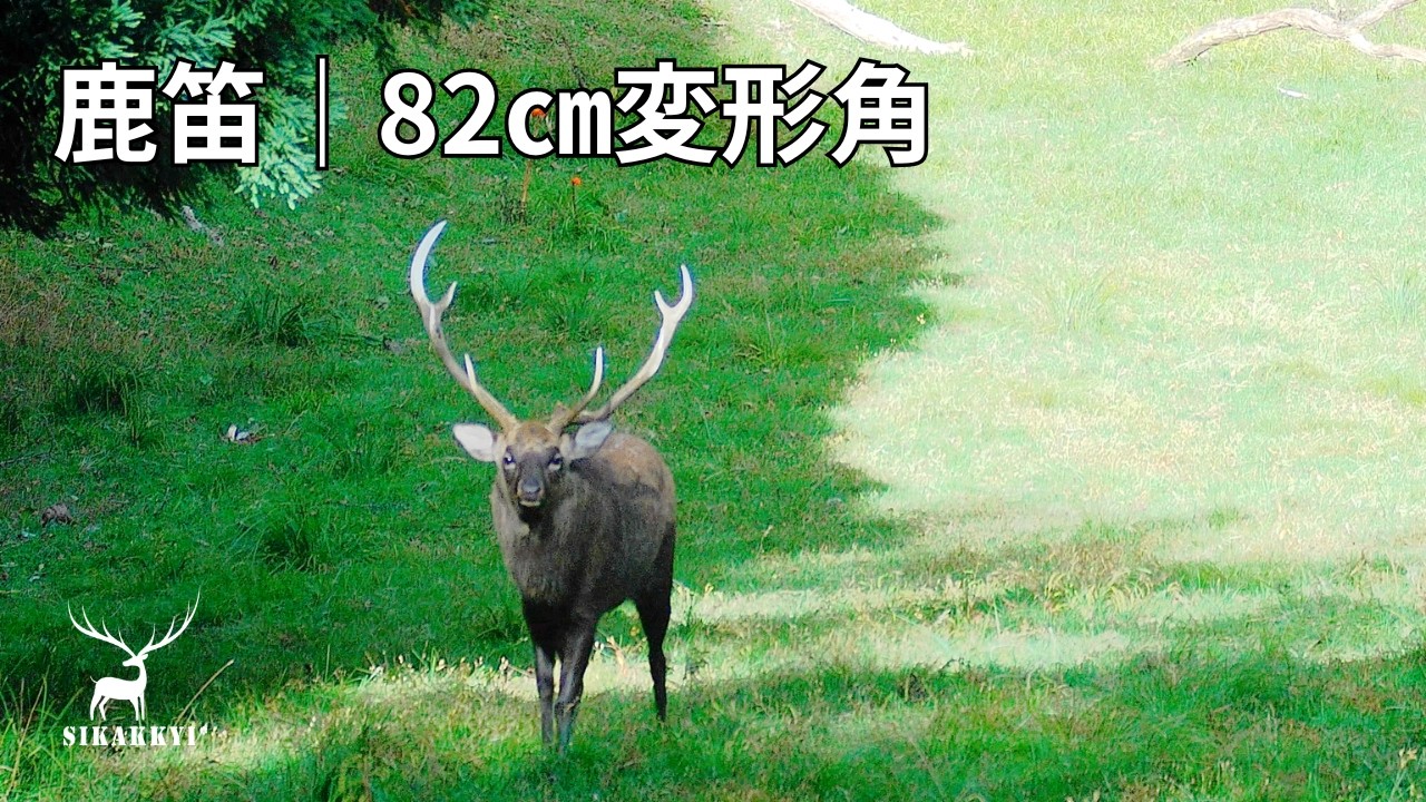 Sika Deer Hunting in Hokkaido | Deer Calling & a Stag with Unusual