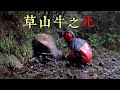 【水牛暴斃】草山牛之死｜陽明山野化水牛帶來哪些省思？(我們的島 第1092集 2021-02-08)