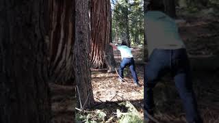 Bobcat Explodes Up Giant Tree