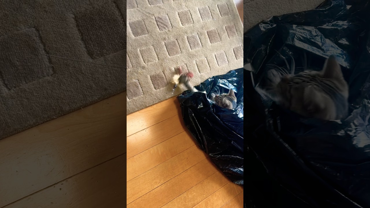 隠れながら打つ!猫トラジの最近の流行ってる遊び方! #猫 #三毛猫 #cat