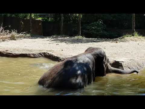 Bathing Asiatic elephant