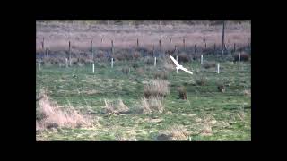 Short Eared Owl In Flight & Catching Prey