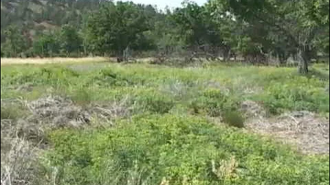 Leafy Spurge, A Noxious Weed