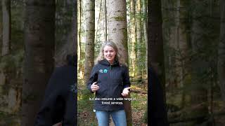Wie hängen Wald und Wirtschaft zusammen? (Teil 2: Holzernte)  #wald #holz #forest #wood
