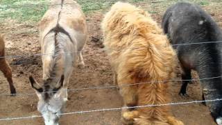 Scottish Highland Cattle.... Theyre Big!