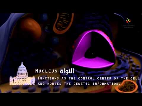 أجزاء الخلية باختصار 