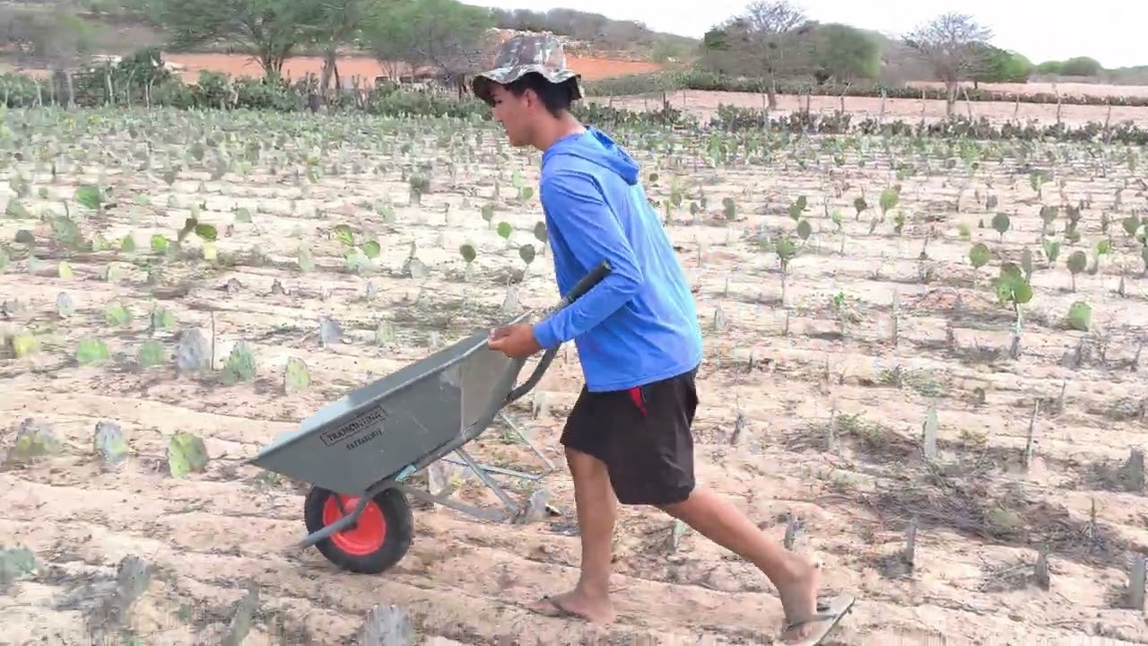 Benedito tirando estrume 