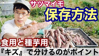 【サツマイモの保存と分け方】すぐ食べる、追熟させる、種芋用の選び方:2021年11月7日