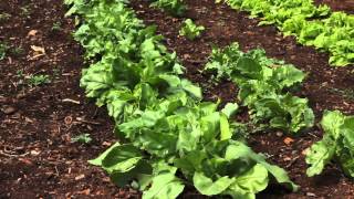 The Vegetable Garden at Monticello