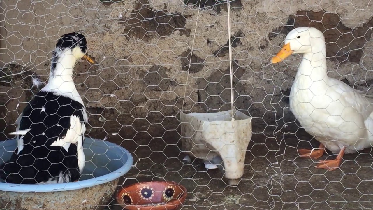 C mo Criar Patos YouTube
