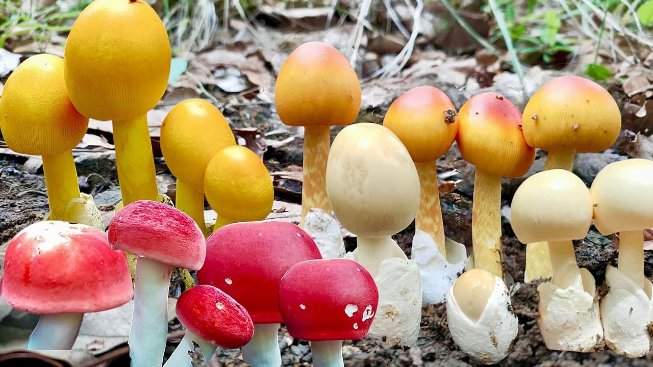 โอ้โห!!เอาแล้วๆเห็ดระโงกเห็ดก่อแดงแข่งกันออกแบบอลังการเก็บกันแบบรัวๆหมานล้นกะต่าจ้า3/6/68