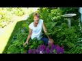 Does Lavender Bloom All Summer