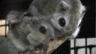 エゾモモンガの赤ちゃんの授乳~Russian flying squirrel Baby