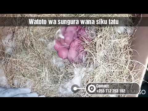 Video: Jinsi Ya Kulea Watoto Wa Kisasa