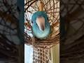 My Lovey Bird Lineolated Parakeet Wasabi interested in Camera #shorts