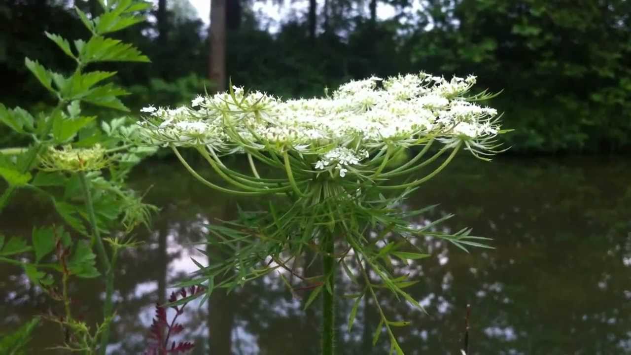 Queen Anne's Lace – VIRGINIA WILDFLOWERS