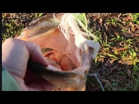 BASS FISHING IN FLORIDA!!