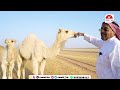 برنامج بنك الانتاج مع صاحب الفحل المشهور عليان لرجل الأعمال متعب العقيلي 