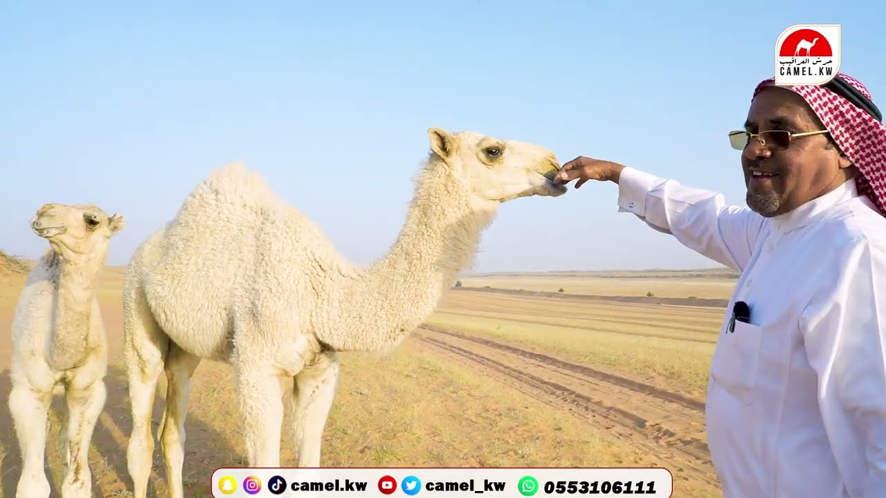 برنامج بنك الانتاج مع صاحب الفحل المشهور #عليان لرجل الأعمال/ متعب العقيلي