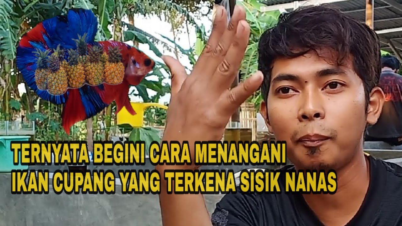Cara Mengobati IKAN CUPANG Yang Terserang Penyakit 