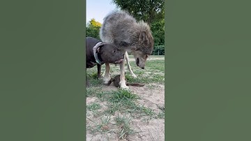 Wolf is Victorious! #wolf #xlbully #dog #dogtraining #pitbull