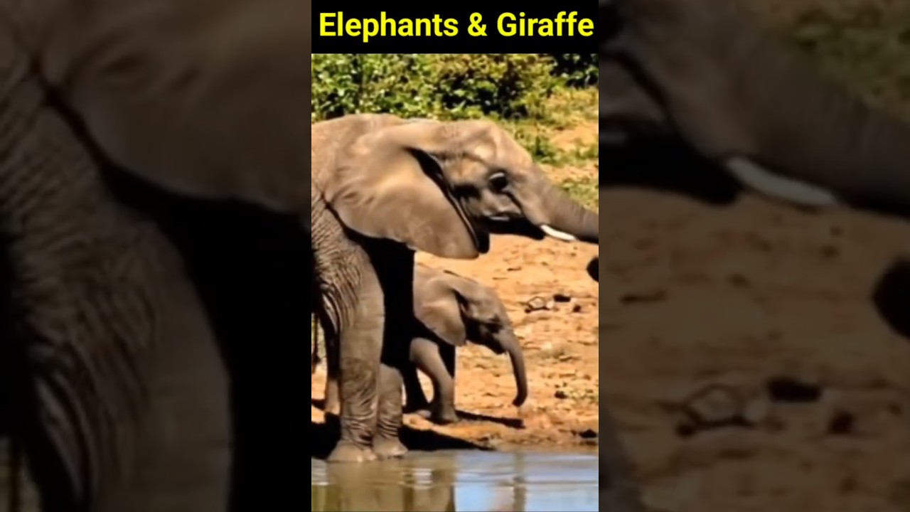Standing Elephants Surprised by a Tall Giraffe 