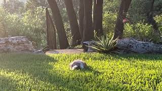 Puppy Playtime in the Great Outdoors Prettiest Puppies