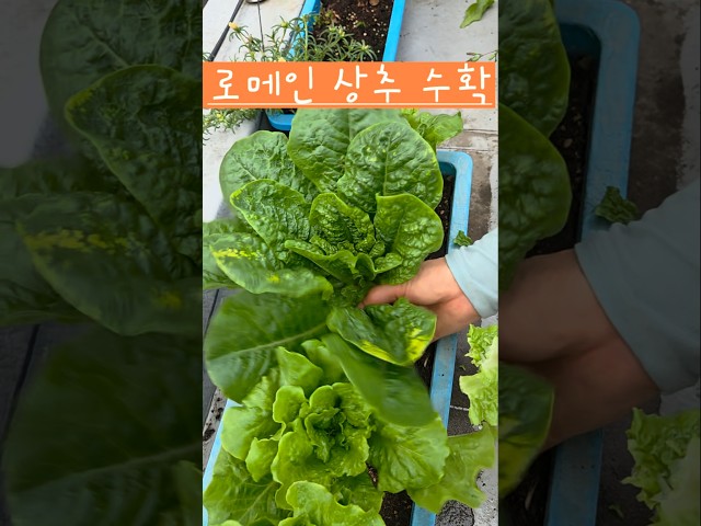 여름에도 로메인 상추가 자라네요 #소소한행복 #옥상텃밭 #로메인상추