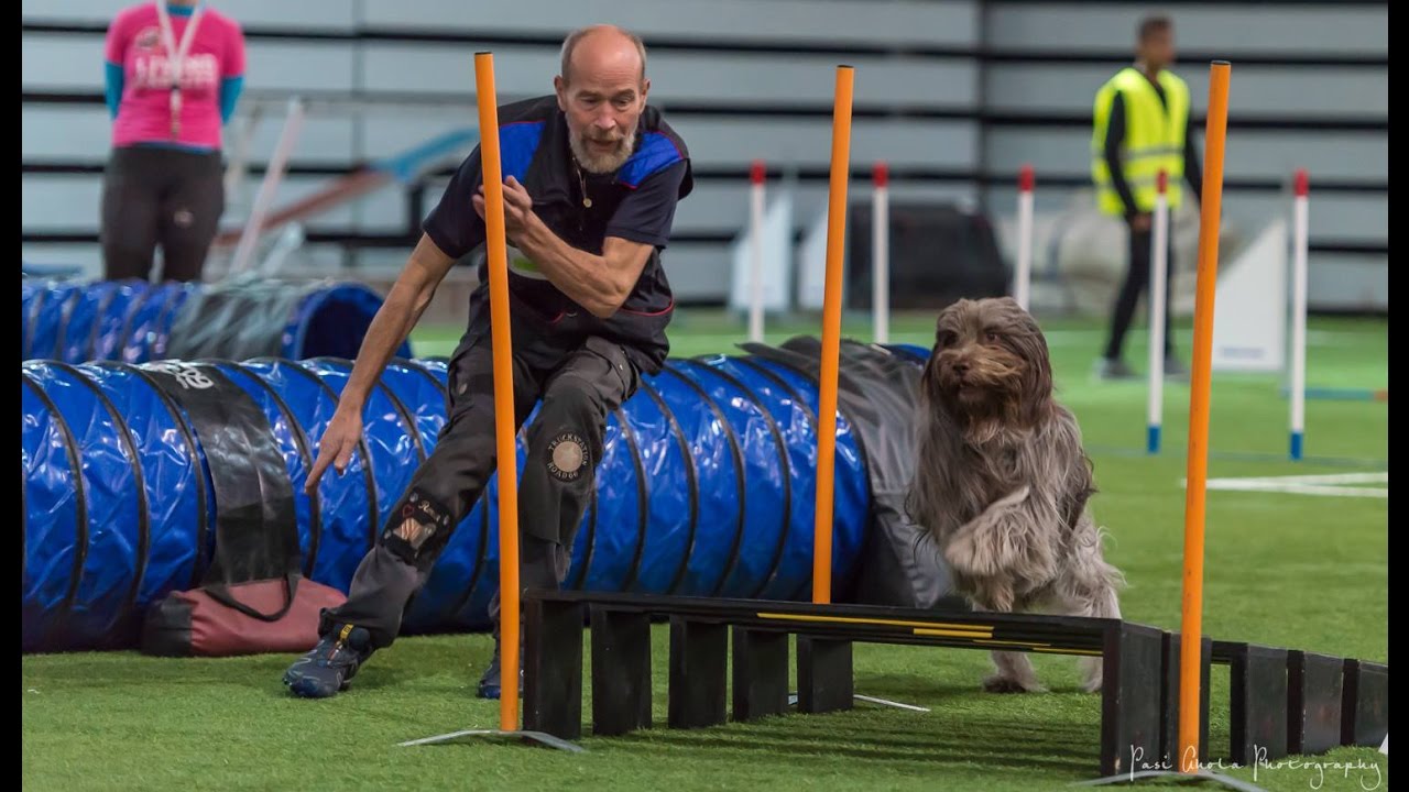 Agility Schapendoes Rover, Norwegian Open 2016, J3L and AG3L, October 16.