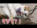 ニックが希少な種類の猫であることが判明!?その種類とは・・・!