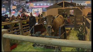 Salon de l'Agriculture : Haute, égérie 2018. Oh la vache, qu'elle est belle