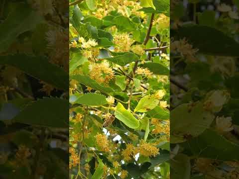 Vídeo: Linden - arbre medicinal