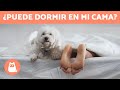 ¿Dónde debe DORMIR mi PERRO? 🐶💤 ¿Puede dormir CONMIGO?